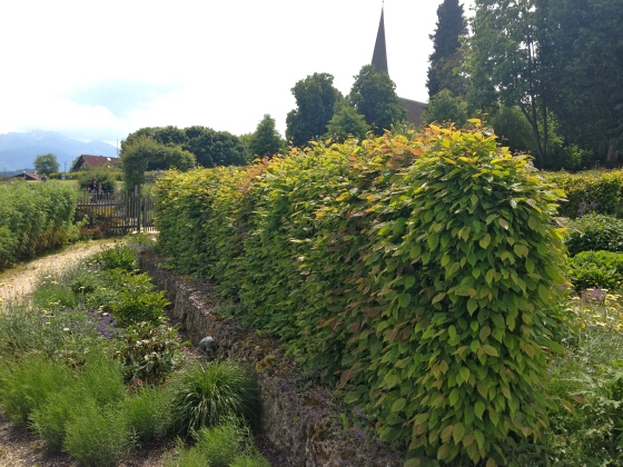 I've never seen more hornbeam hedges in my life than here in Bavaria.
